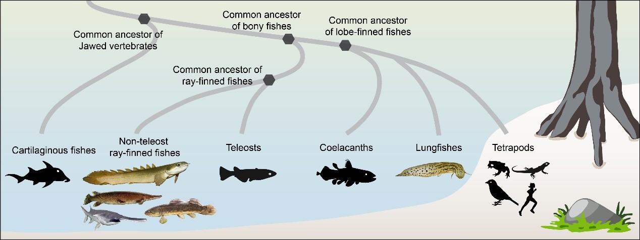 Researchers Solve the Puzzle of Water-to-Land Transition of Vertebrates