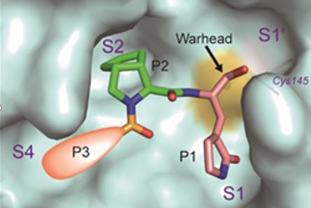 Scientists Developed Small Molecular Inhibitor of SARS-CoV-2