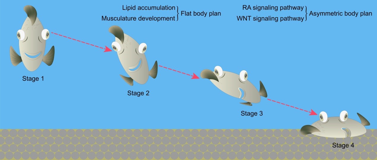 Researchers Solve Puzzles of Origin and Formation of the Specialized Body Plan in Flatfishes