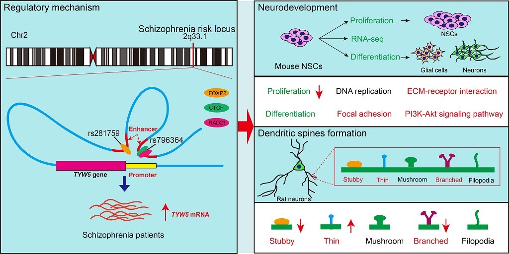 Researchers reveal the molecular regulatory mechanism in schizophrenia susceptibility locus 2q33.1