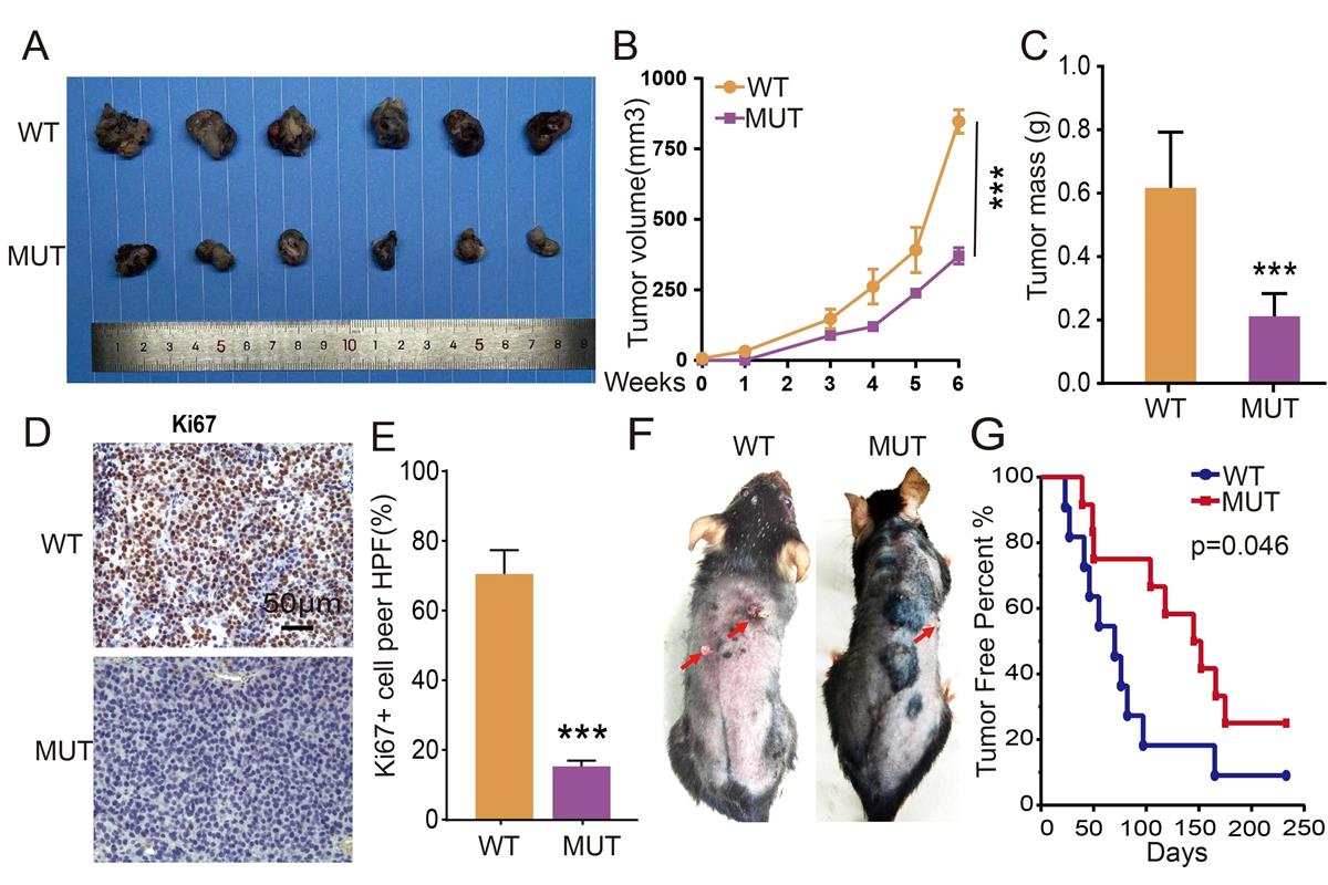 RETSAT mutation selected for hypoxia adaptation inhibits tumor growth