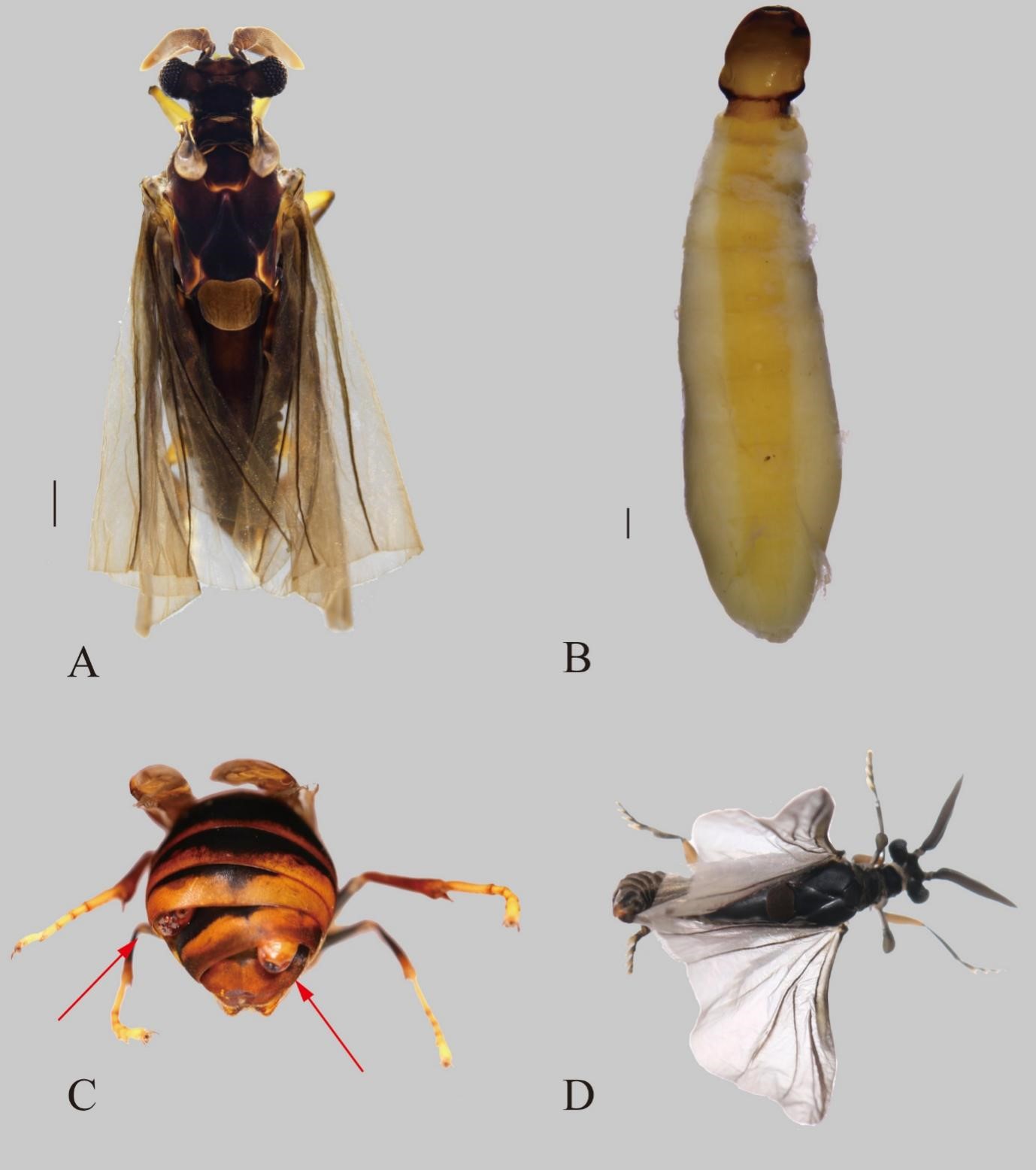 Scientists found a new twisted-wing parasite species (Strepsiptera, Xenidae) in Gaoligong Mountains, Southwest China