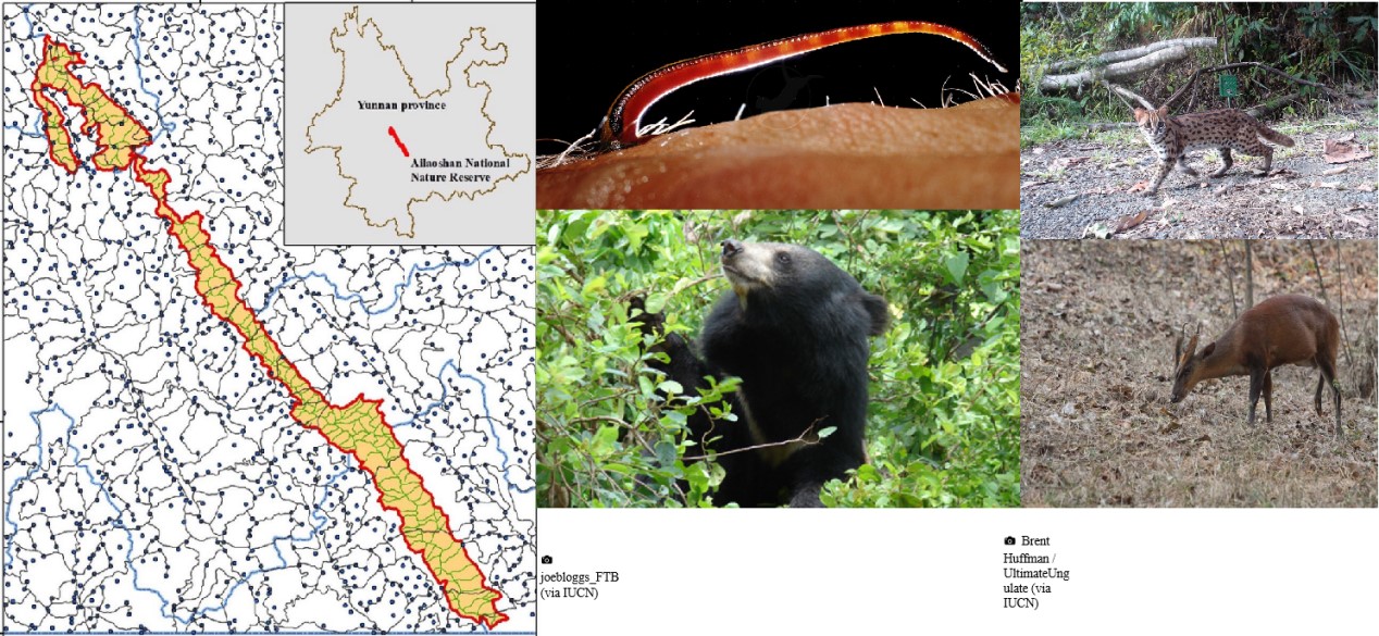 Scientists measure large protected area conservation effectiveness using vertebrate distributions from leech iDNA