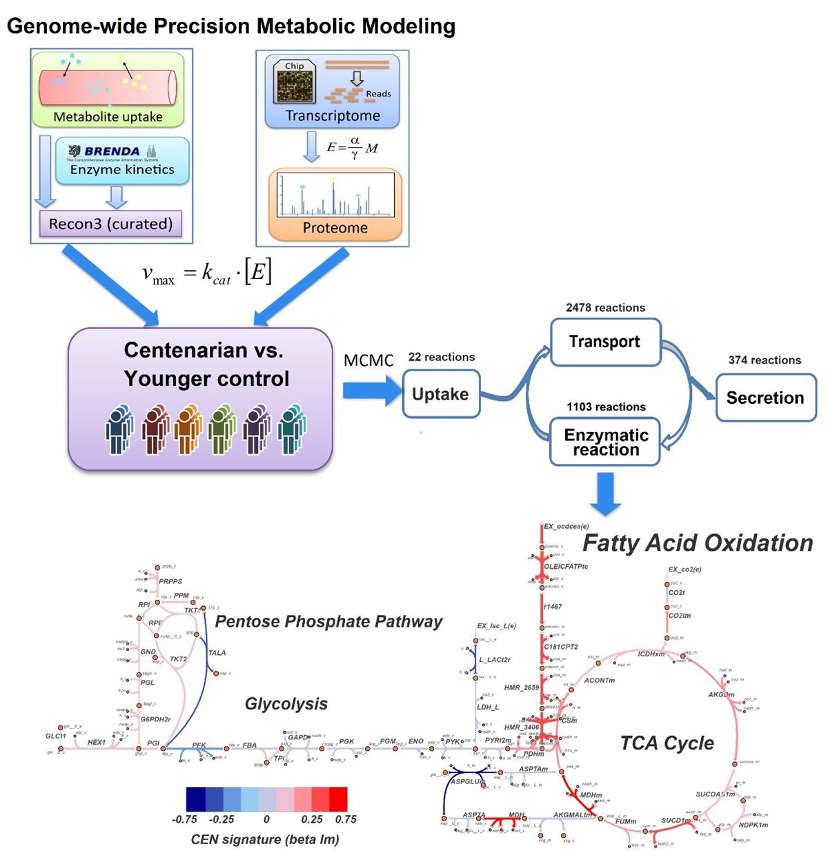 Scientists found enhanced fatty acid oxidation as a key metabolic signature in centenarians