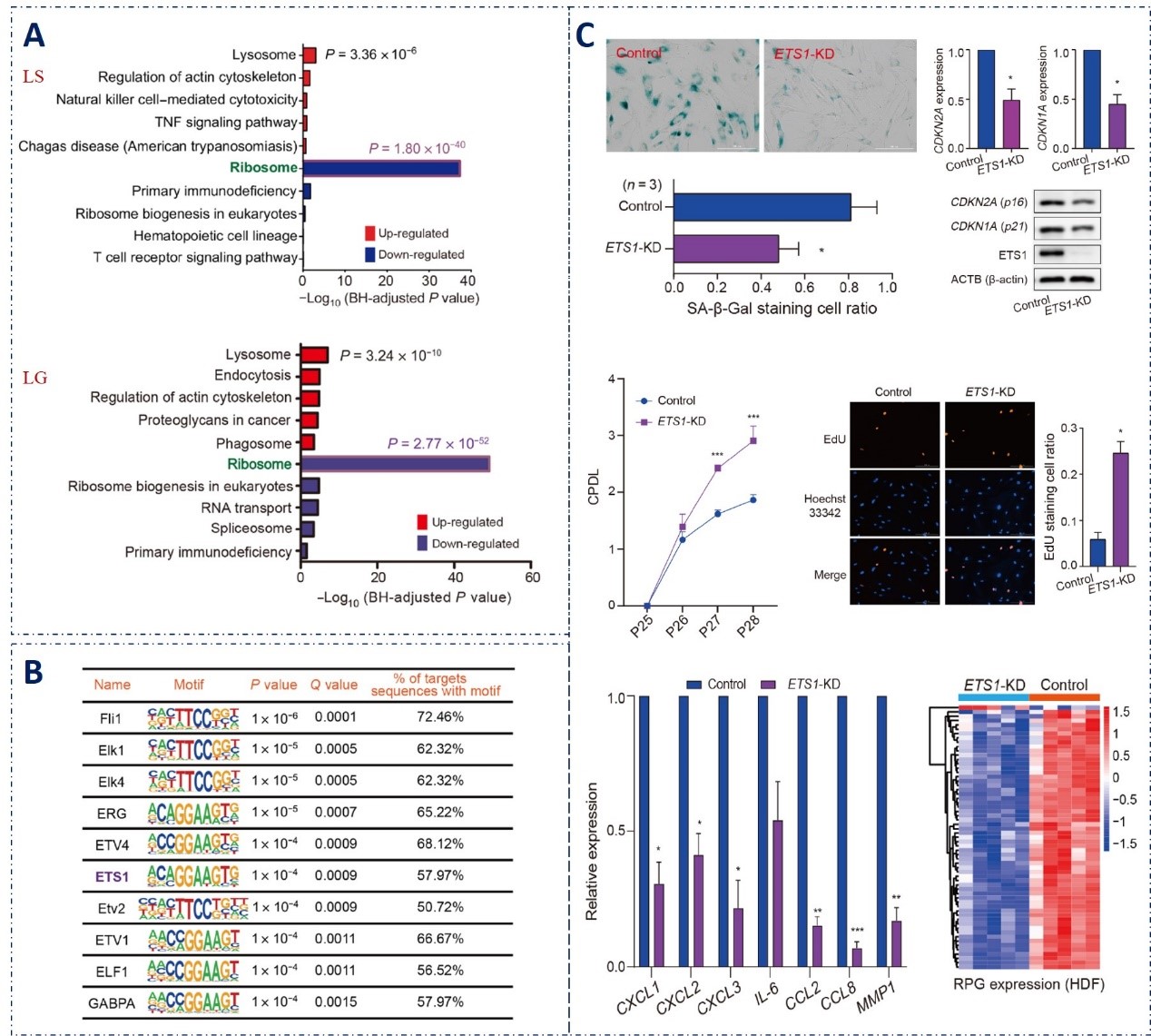 Chinese longevity population study deciphers that reduced ribosome function regulated by ETS1 is a novel mechanism for human healthy aging and longevity