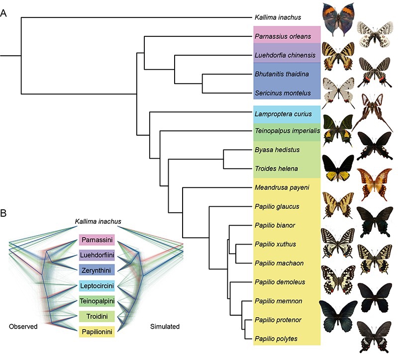 New swallowtail butterfly genomes provide insights into their coloration evolution