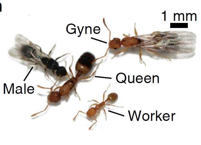 A single-cell transcriptomic atlas decrypts ant Empire：Social division of labor depends on brain specialization