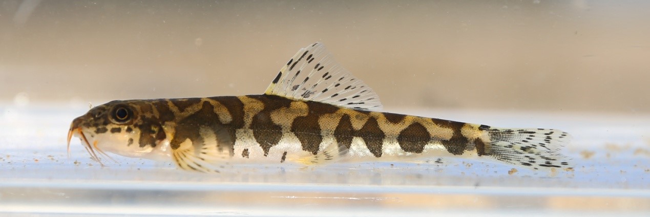 Chinese, Swiss and Myanmar researchers found a new species of Nemacheilidae fish in Putao, northern Myanmar