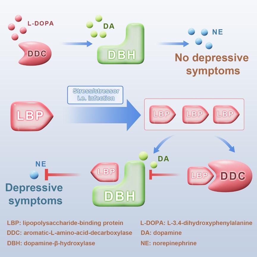 Immunity: Lai Ren's Team Reveals that Lipopolysaccharide/endotoxin-binding Protein is an Important factor in the inhibition of monoamine synthesis and the development of depression