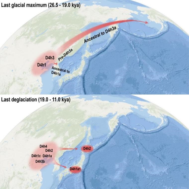 Mitogenome evidence disclosed Ice Age Human migrations from northern coastal China to the Americas and Japan