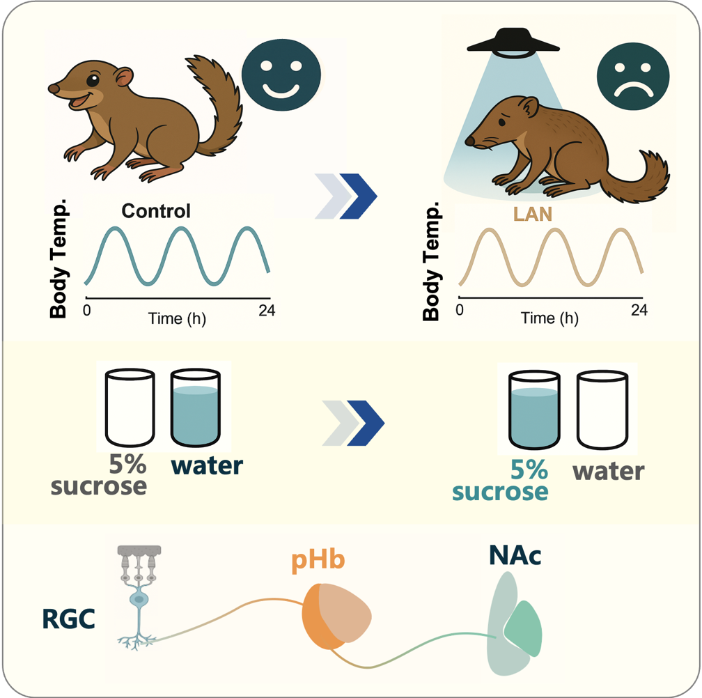 Study Finds Link Between Nighttime Light Exposure and Depression via Specific Brain Circuit in Tree Shrews
