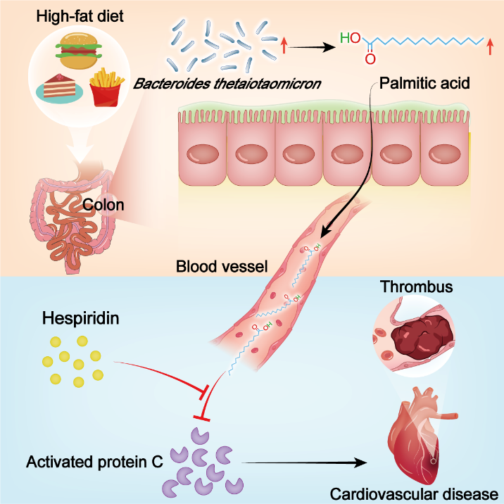 New Study Reveals the Mechanism of the High-fat diet-Gut Microbiota-Palmitic Acid Axis in Thrombosis