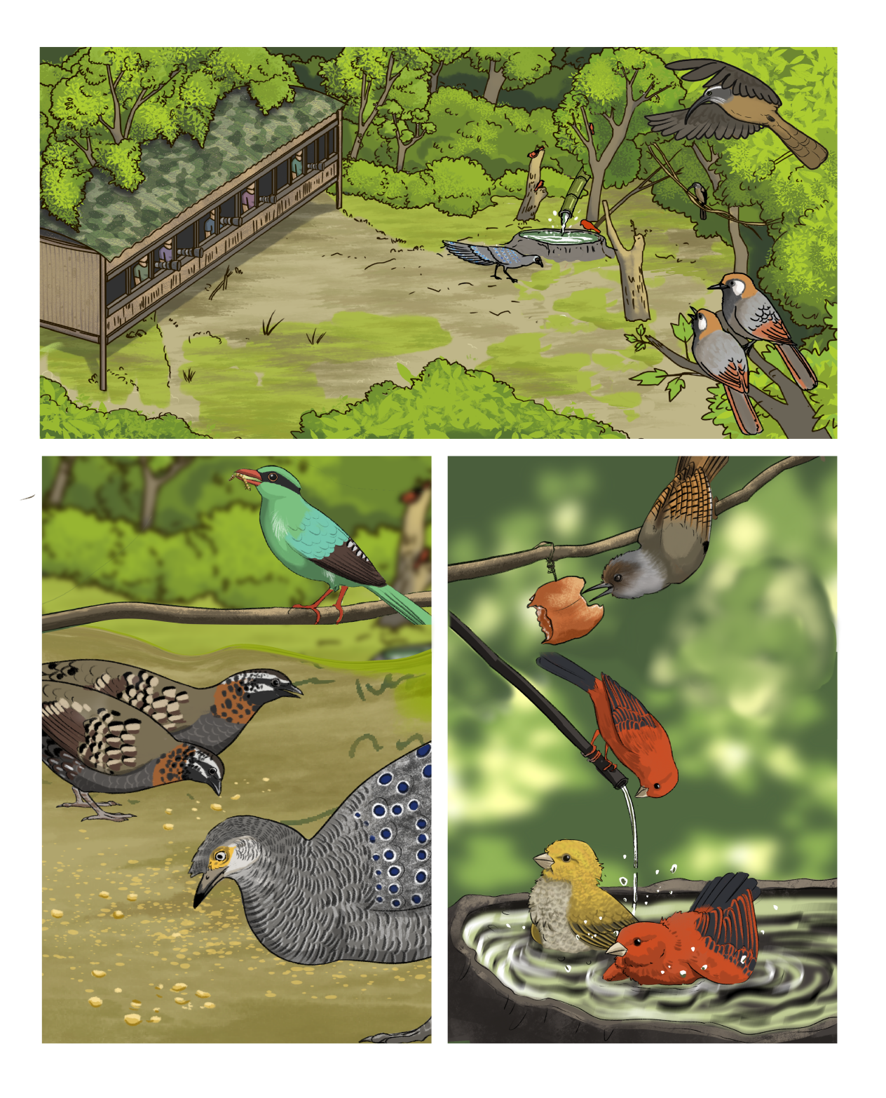 Bird-Friendly Tourism: A Conversation between Biodiversity Conservation and Rural Development