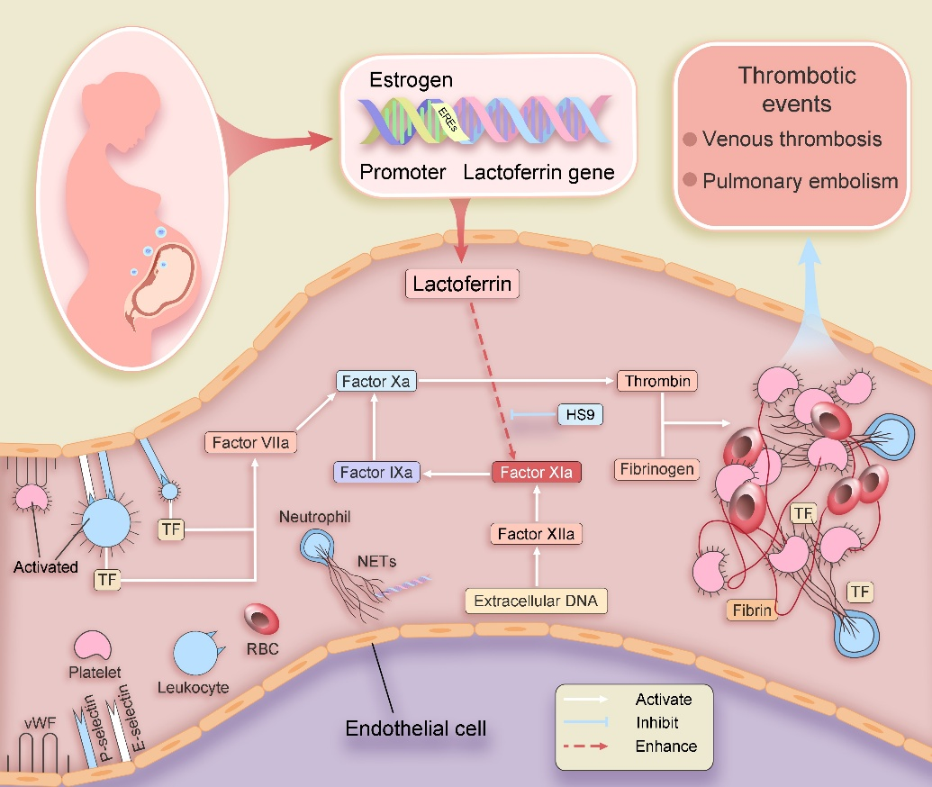 New Study Reveals the Mechanism of Lactoferrin-Mediated Regulation of Perinatal Coagulation
　　