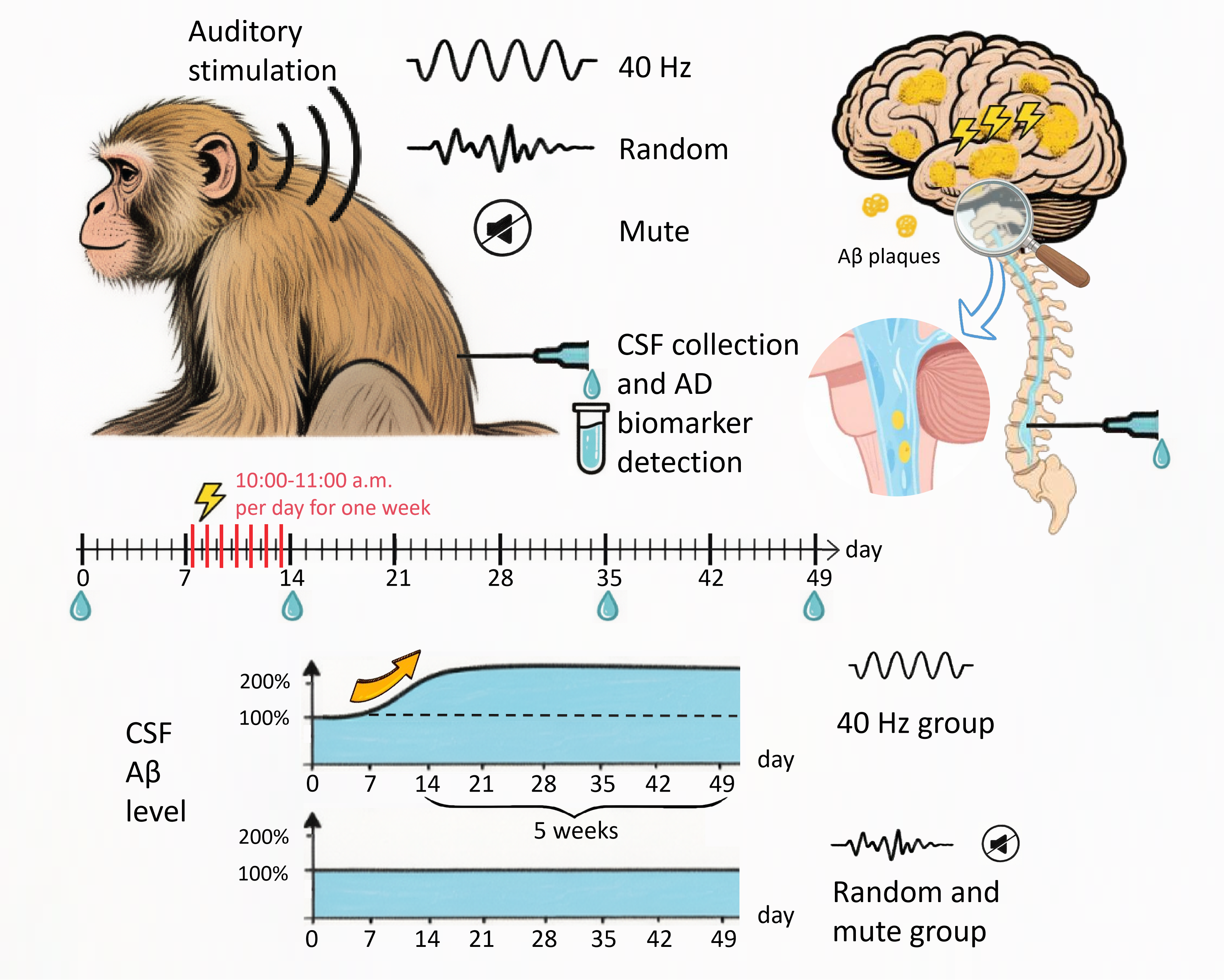 40-Hz Auditory Stimulation Shows Long-Term Efficacy in Aged Monkeys, Offering Potential for Non-Invasive Alzheimer’s Therapy
　　
