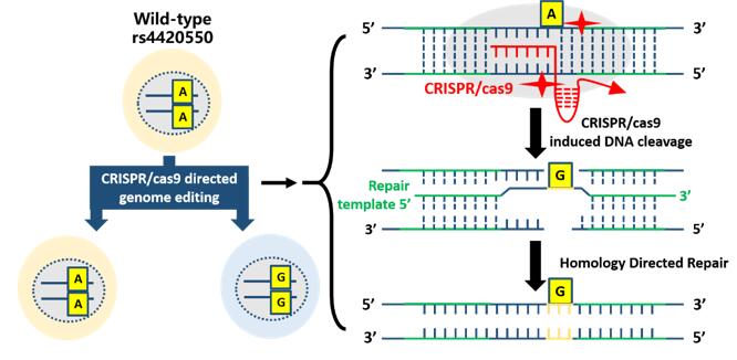 Researchers Illustrate Multiple Functional Variations Correlated with the Heritable Risk of Schizophrenia