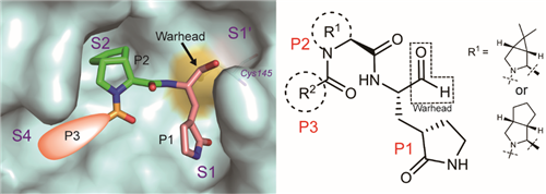 Scientists Developed Small Molecular Inhibitor of SARS-CoV-2